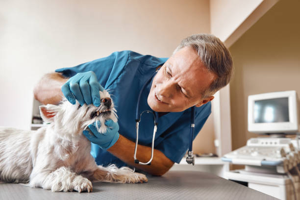 Best Emergency Dentist for Knocked-Out Tooth in Fairfield Glade, TN